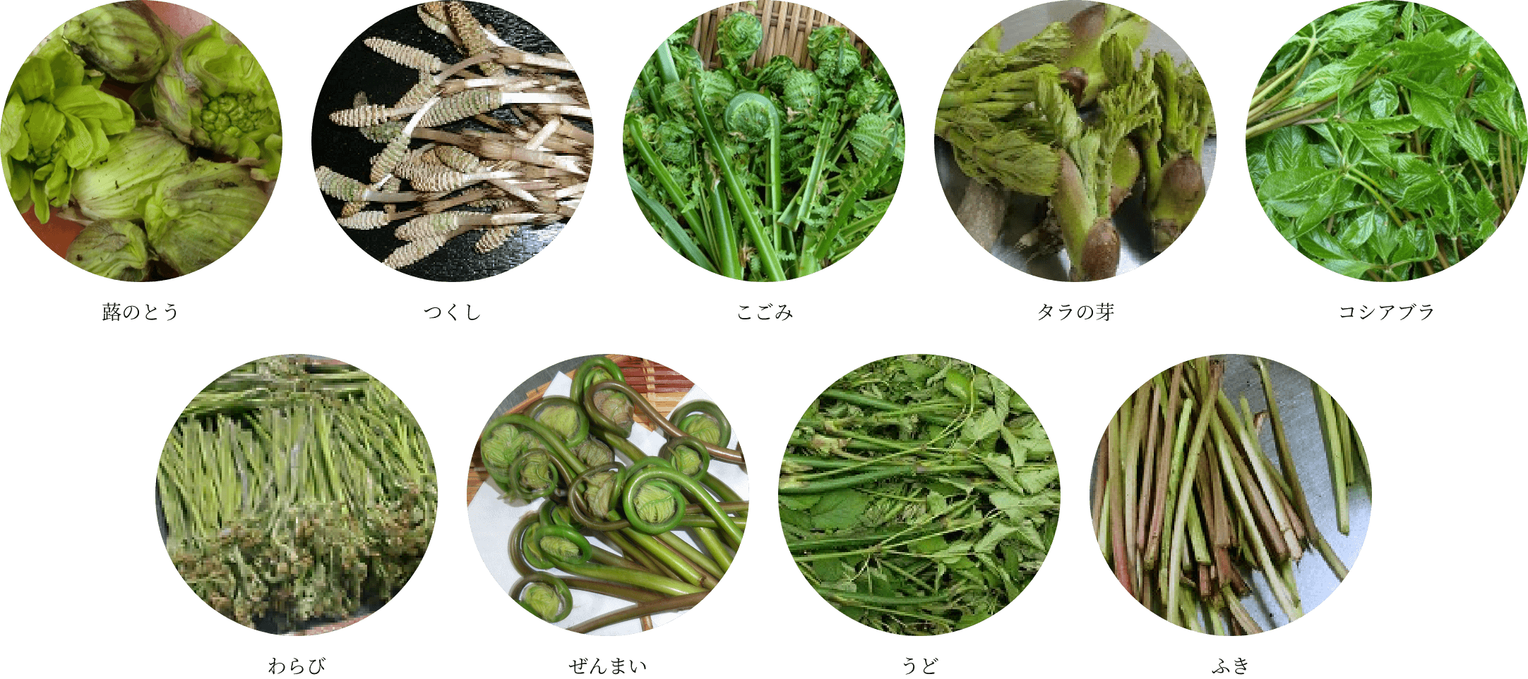 山菜の種類